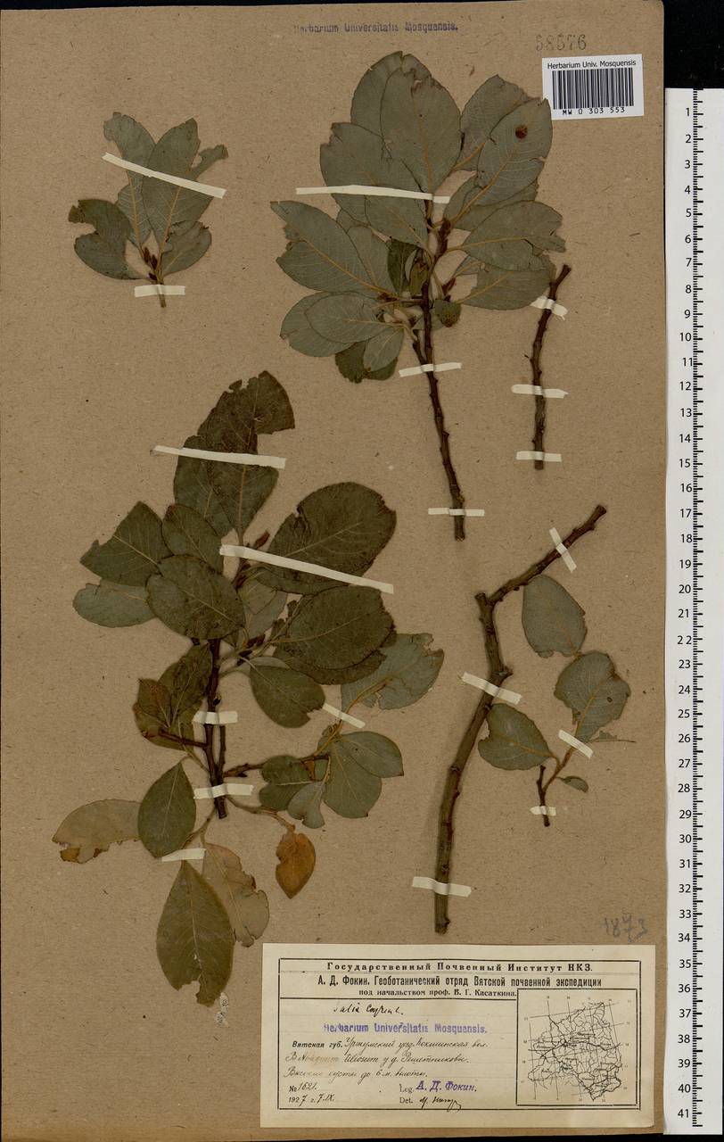 Salix caprea L., Eastern Europe, Volga-Kama region (E7) (Russia)