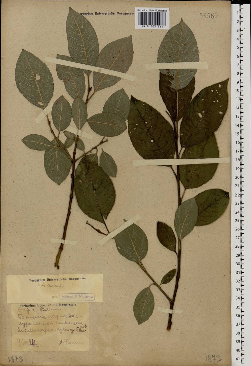 Salix caprea L., Eastern Europe, Volga-Kama region (E7) (Russia)