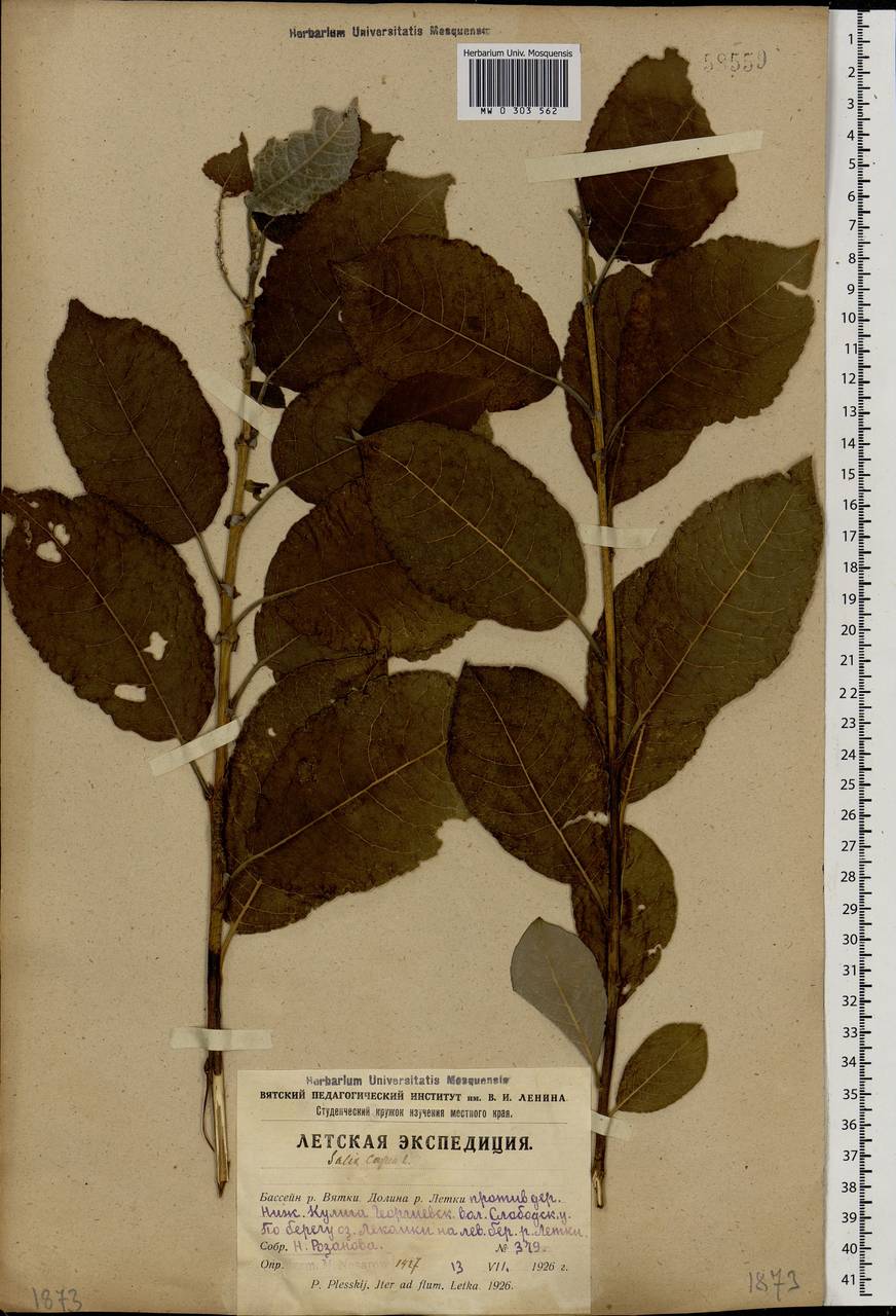 Salix caprea L., Eastern Europe, Volga-Kama region (E7) (Russia)