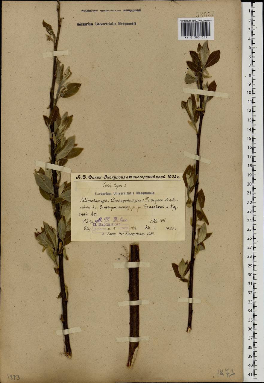 Salix caprea L., Eastern Europe, Volga-Kama region (E7) (Russia)