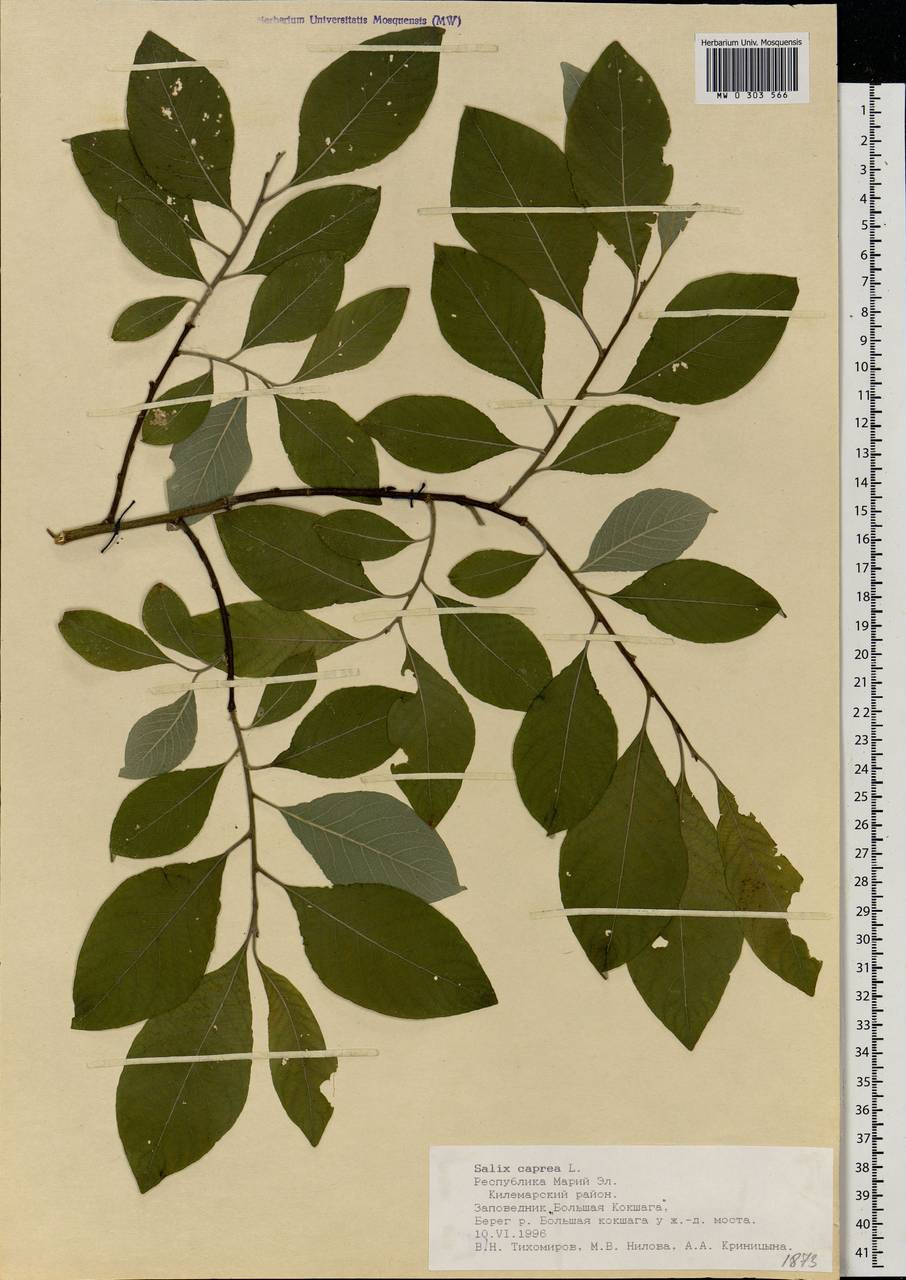 Salix caprea L., Eastern Europe, Middle Volga region (E8) (Russia)