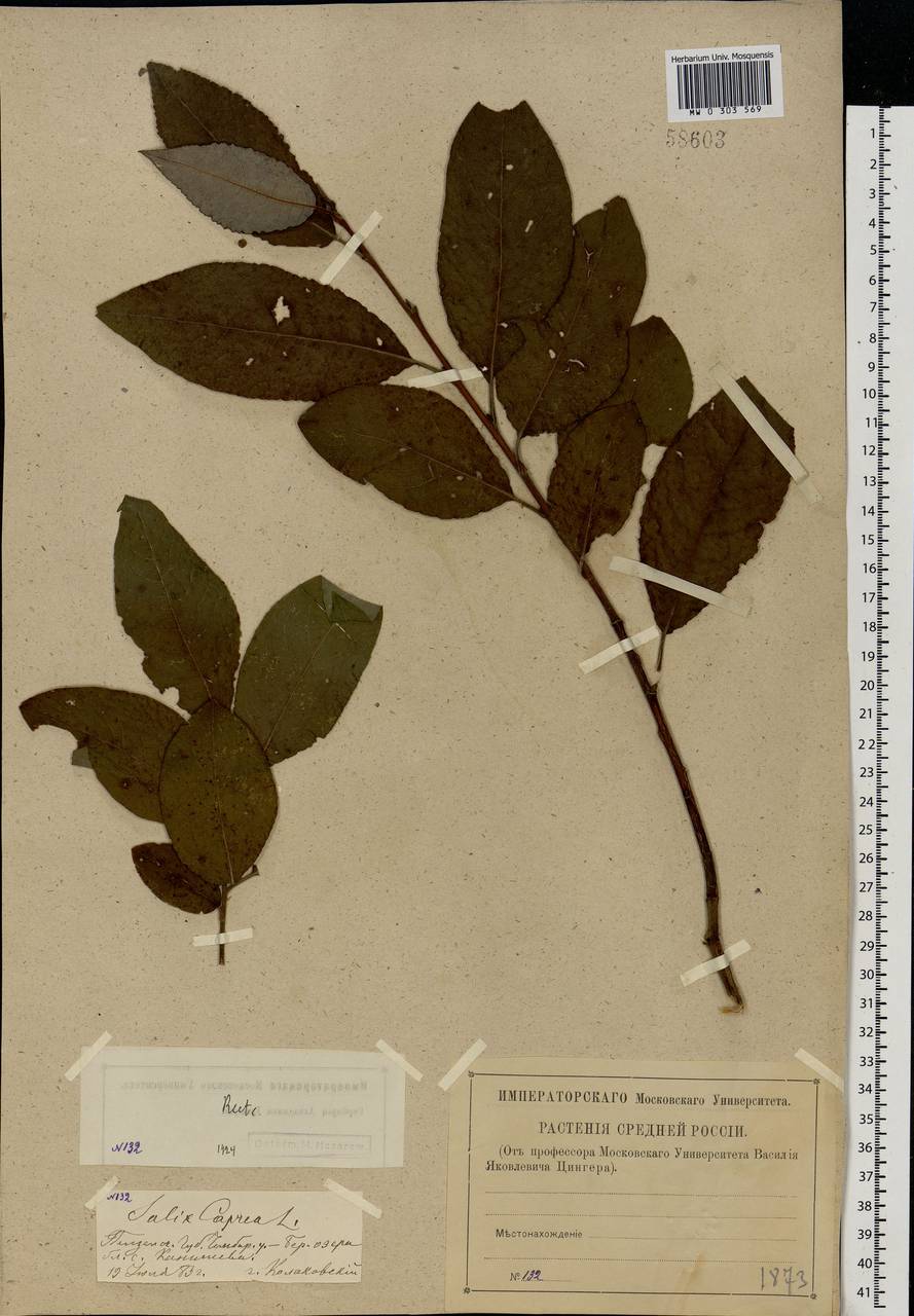 Salix caprea L., Eastern Europe, Middle Volga region (E8) (Russia)