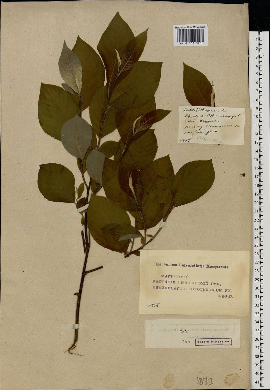 Salix caprea L., Eastern Europe, Middle Volga region (E8) (Russia)