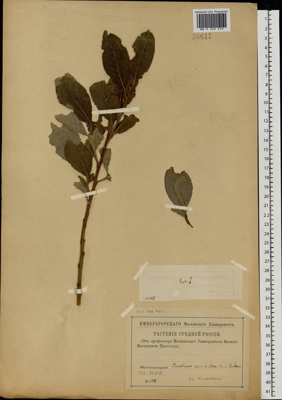 Salix caprea L., Eastern Europe, Middle Volga region (E8) (Russia)