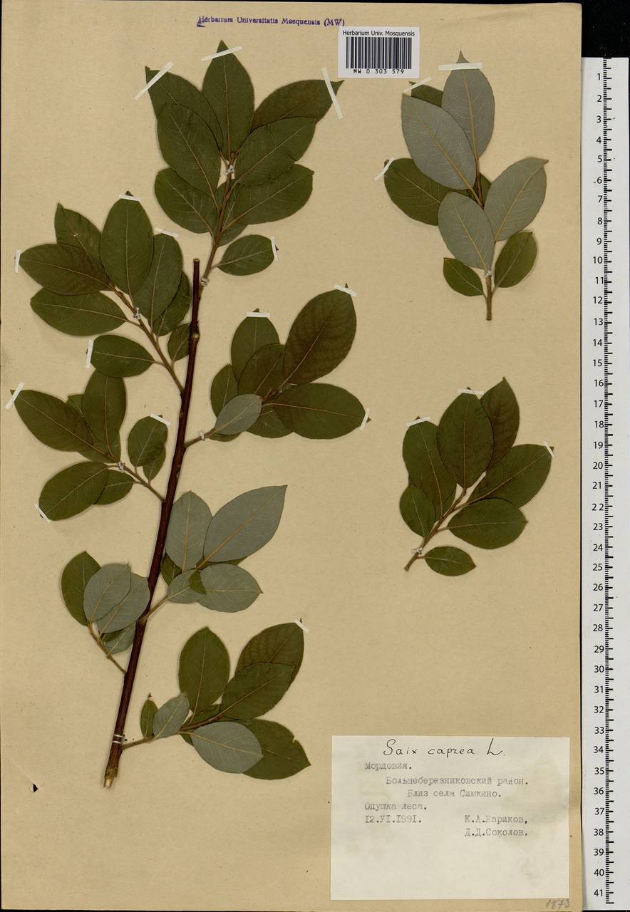 Salix caprea L., Eastern Europe, Middle Volga region (E8) (Russia)