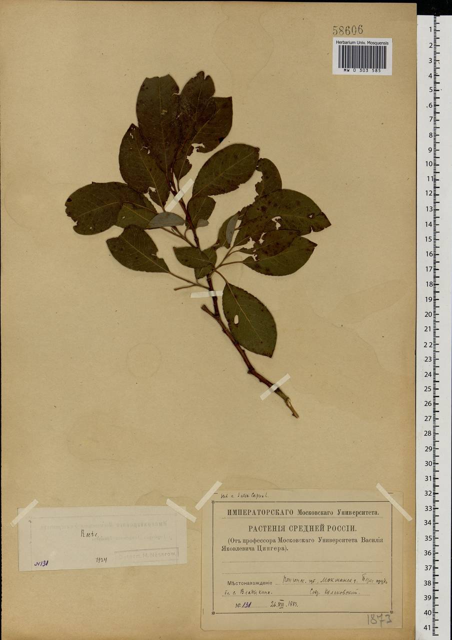 Salix caprea L., Eastern Europe, Middle Volga region (E8) (Russia)