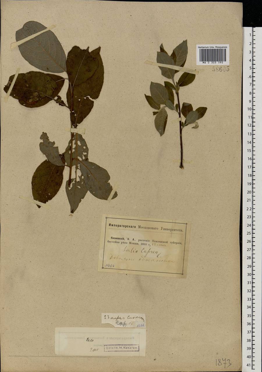 Salix caprea L., Eastern Europe, Middle Volga region (E8) (Russia)