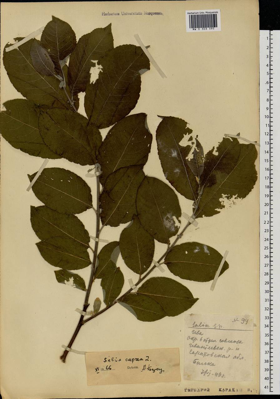 Salix caprea L., Eastern Europe, Lower Volga region (E9) (Russia)