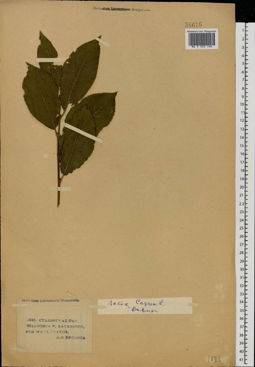 Salix caprea L., Eastern Europe, Lower Volga region (E9) (Russia)