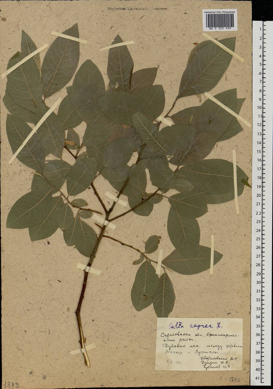 Salix caprea L., Eastern Europe, Lower Volga region (E9) (Russia)