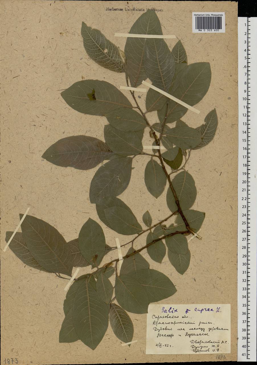 Salix caprea L., Eastern Europe, Lower Volga region (E9) (Russia)