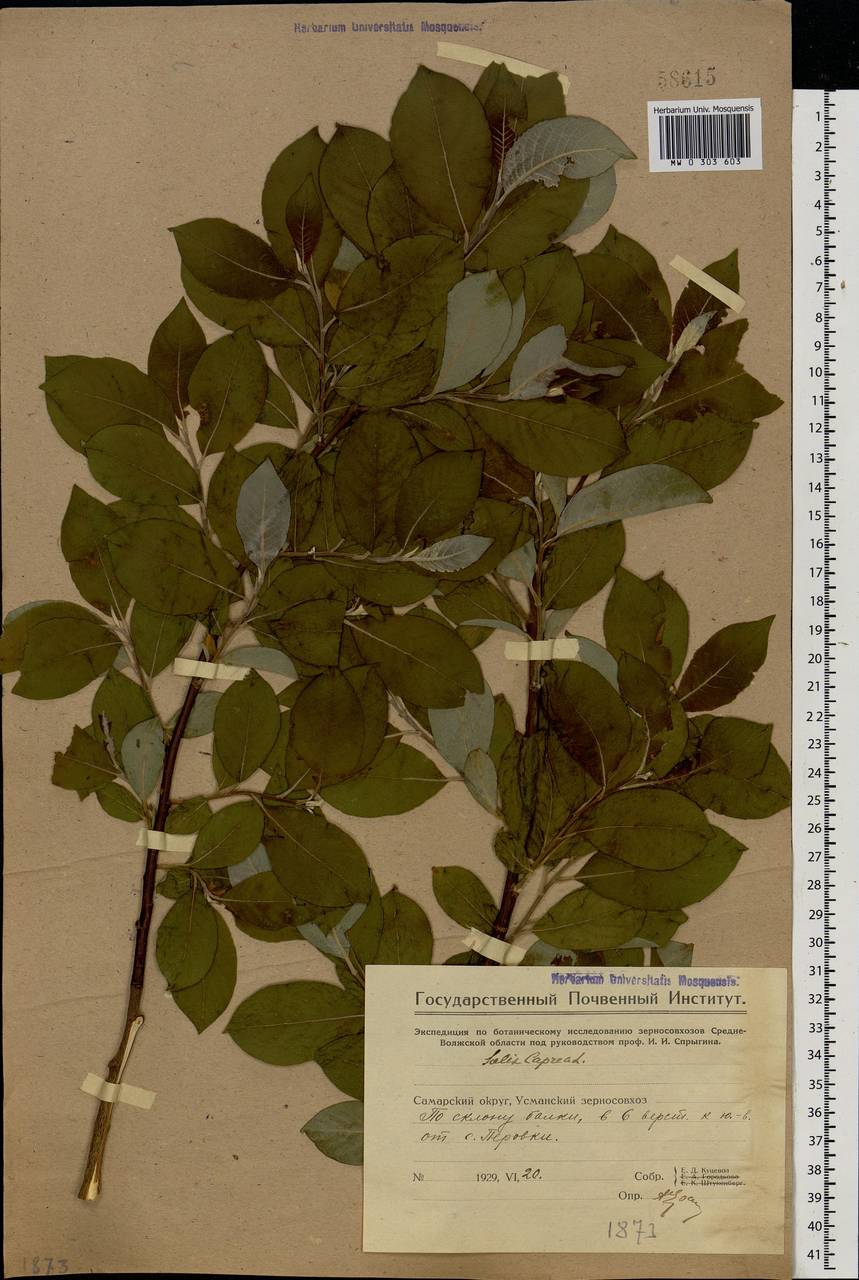 Salix caprea L., Eastern Europe, Middle Volga region (E8) (Russia)
