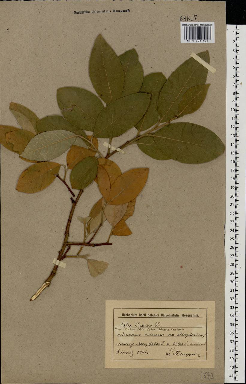 Salix caprea L., Eastern Europe, Lower Volga region (E9) (Russia)