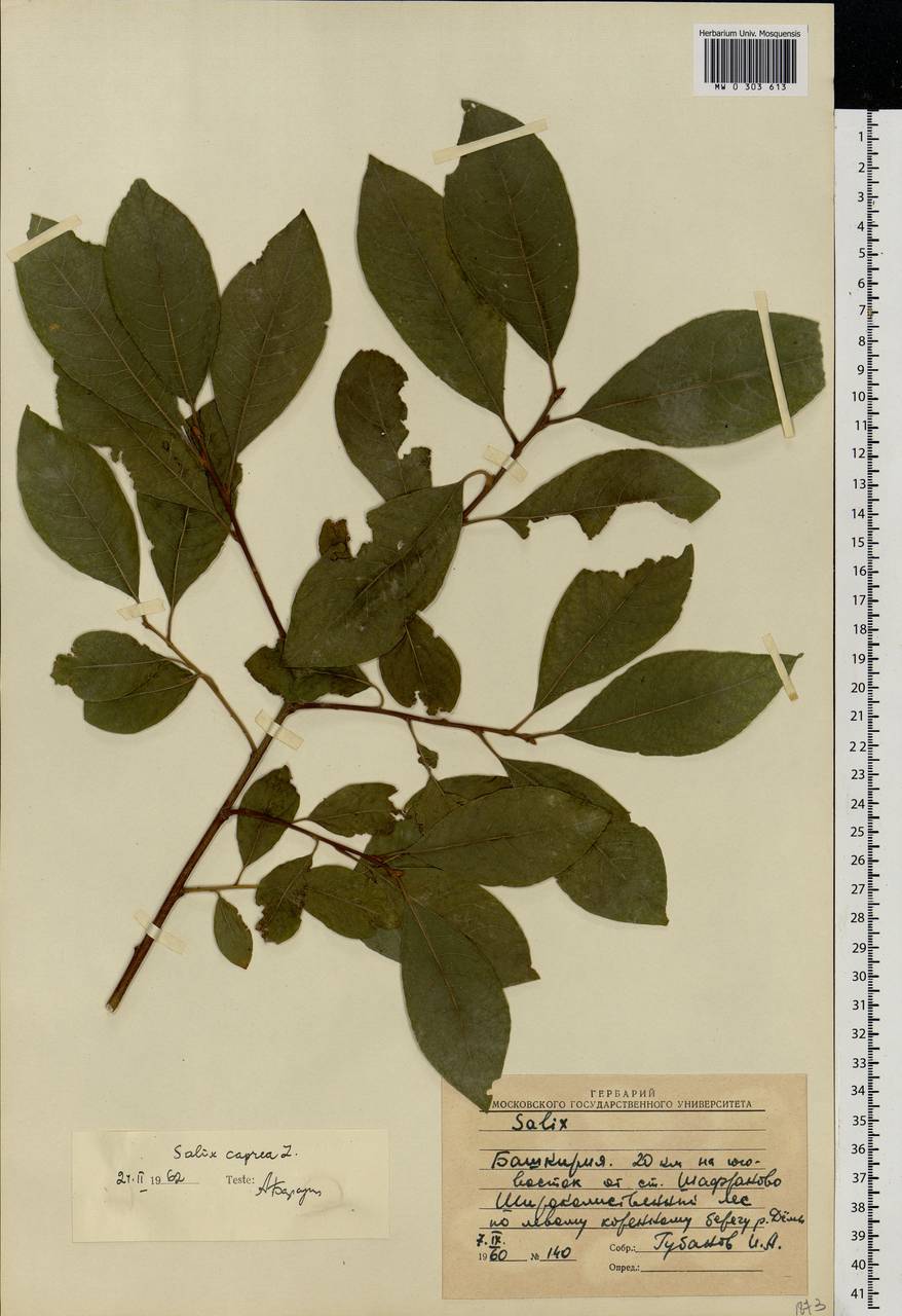 Salix caprea L., Eastern Europe, Eastern region (E10) (Russia)