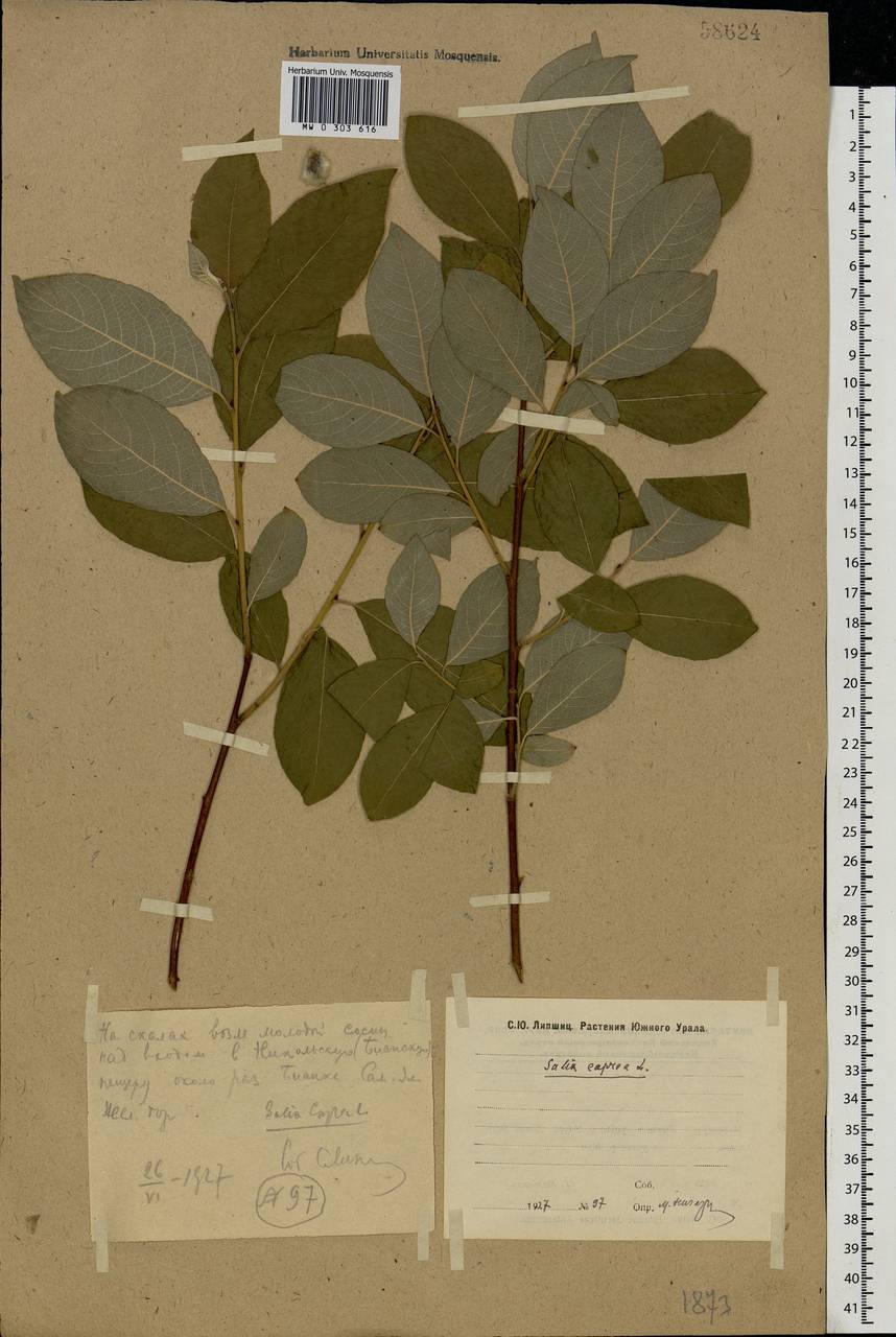 Salix caprea L., Eastern Europe, Eastern region (E10) (Russia)