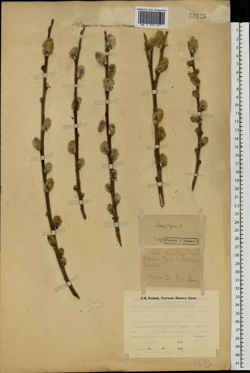 Salix caprea L., Eastern Europe, Eastern region (E10) (Russia)