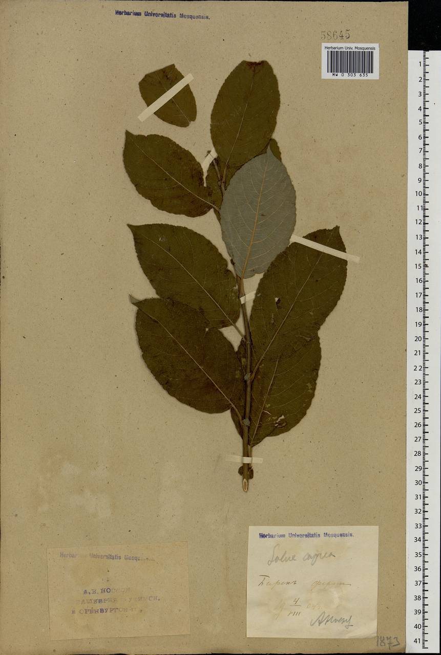 Salix caprea L., Eastern Europe, Eastern region (E10) (Russia)