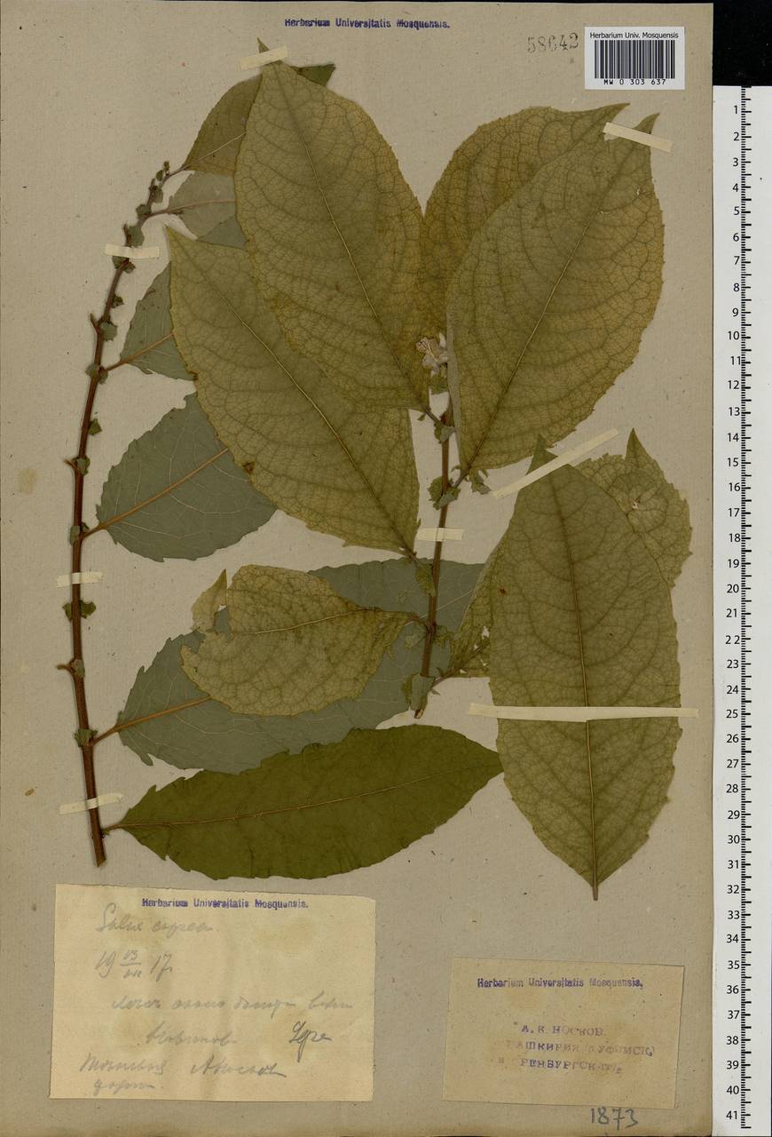 Salix caprea L., Eastern Europe, Eastern region (E10) (Russia)