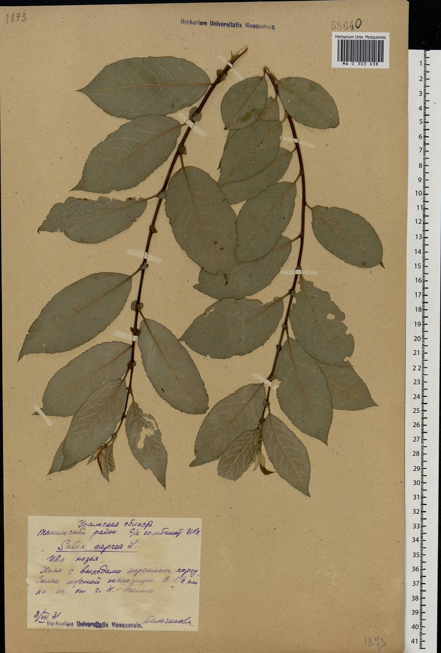 Salix caprea L., Eastern Europe, Eastern region (E10) (Russia)