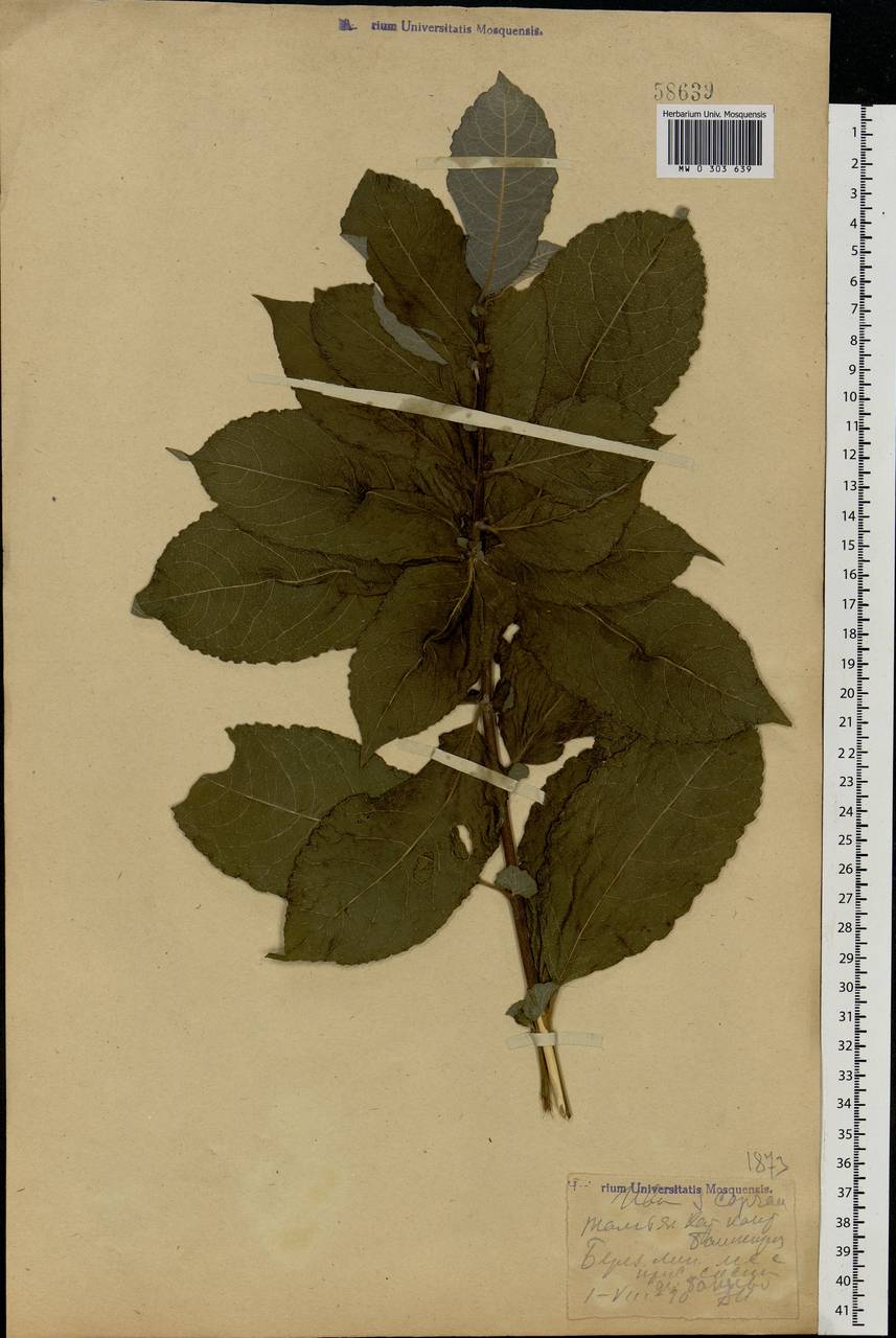 Salix caprea L., Eastern Europe, Eastern region (E10) (Russia)