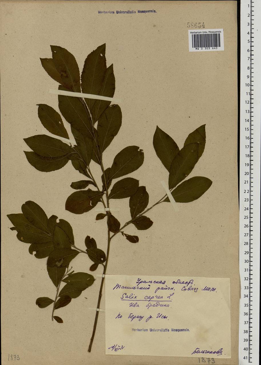 Salix caprea L., Eastern Europe, Eastern region (E10) (Russia)