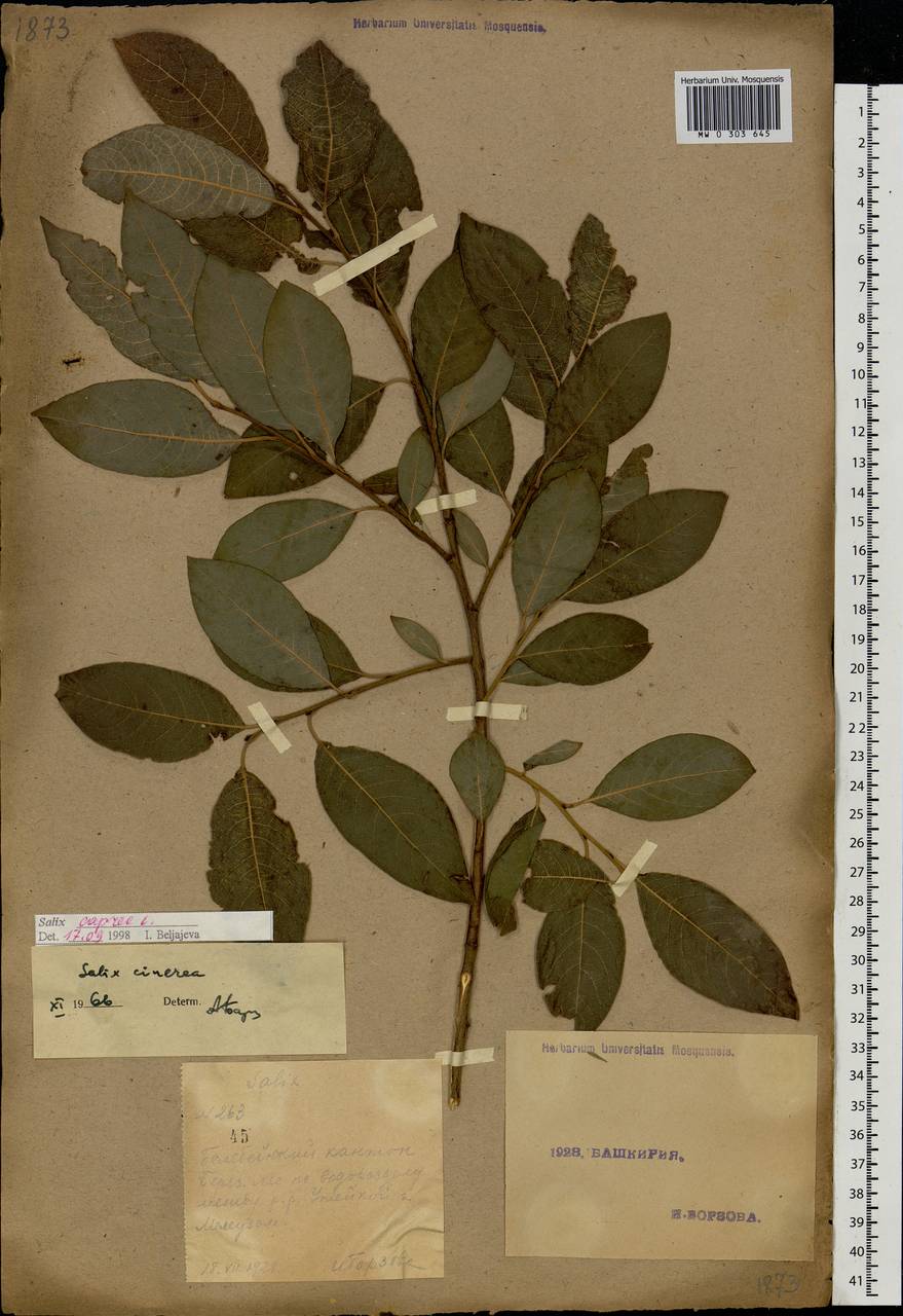 Salix caprea L., Eastern Europe, Eastern region (E10) (Russia)