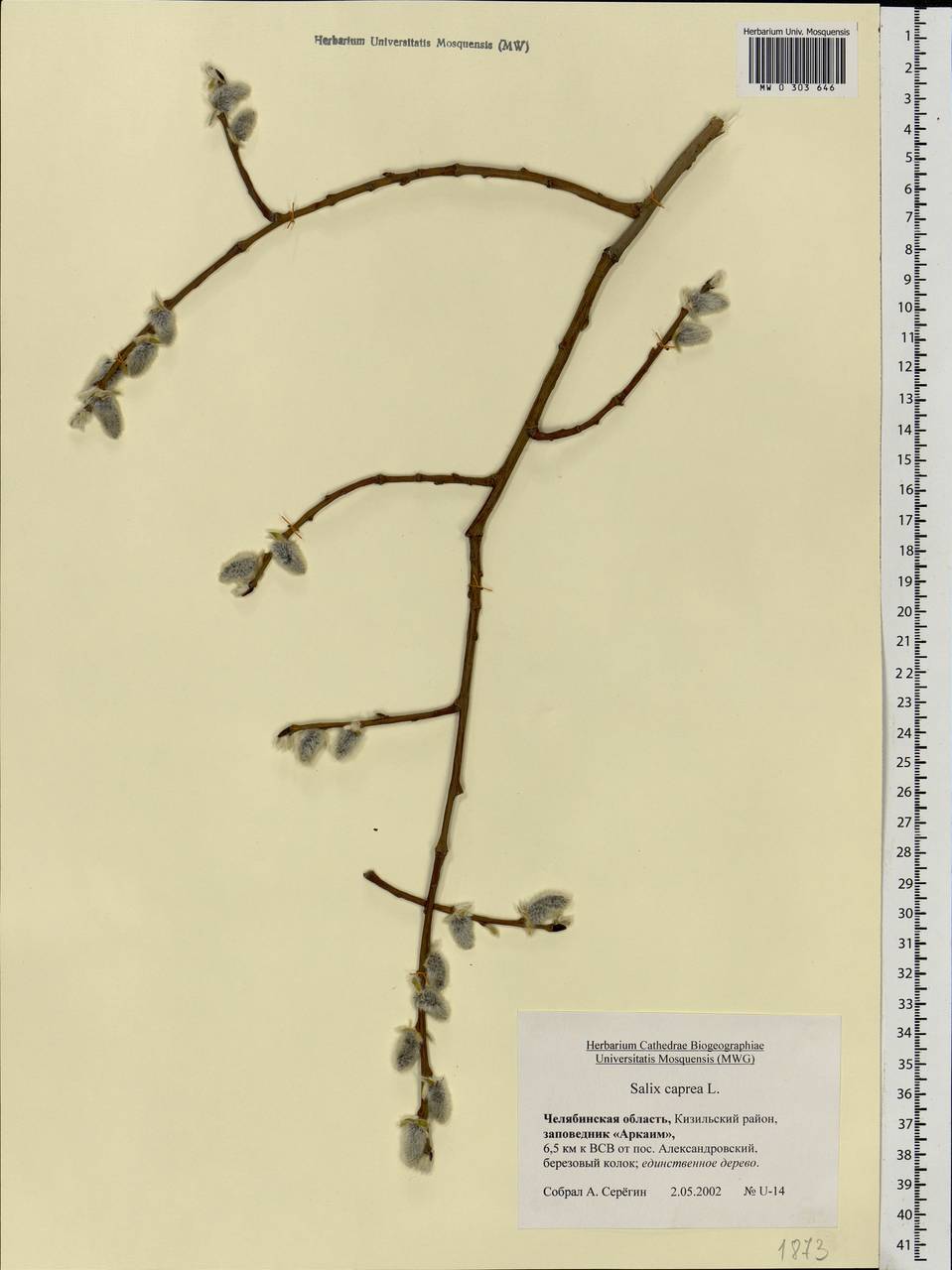 Salix caprea L., Eastern Europe, Eastern region (E10) (Russia)