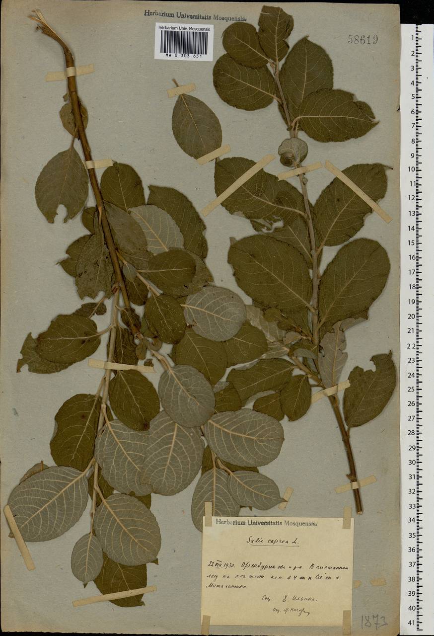 Salix caprea L., Eastern Europe, Eastern region (E10) (Russia)