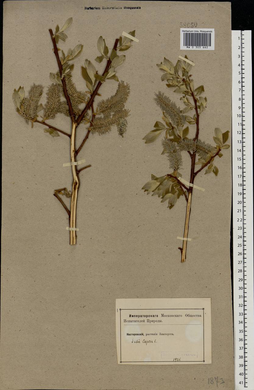 Salix caprea L., Eastern Europe, Eastern region (E10) (Russia)