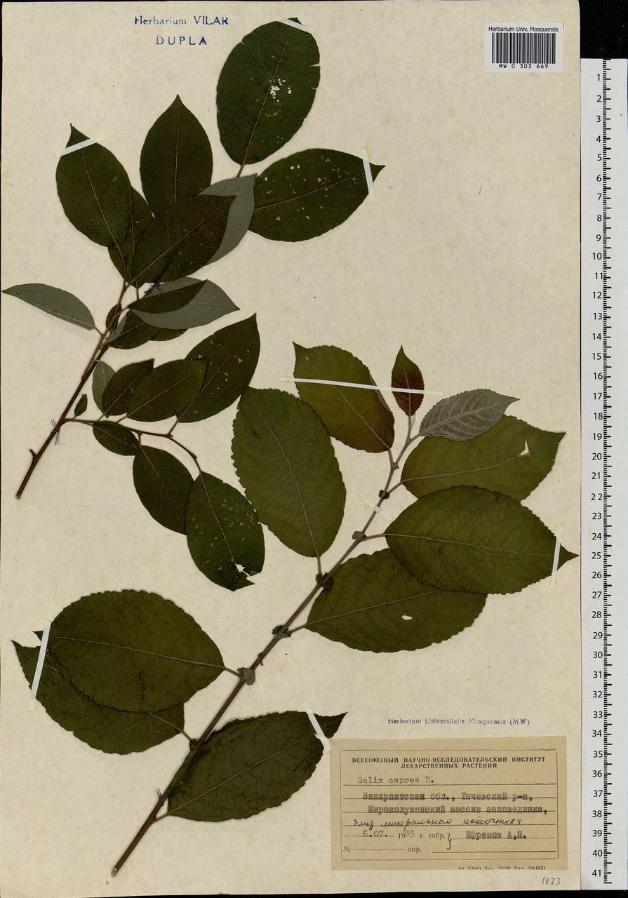 Salix caprea L., Eastern Europe, West Ukrainian region (E13) (Ukraine)