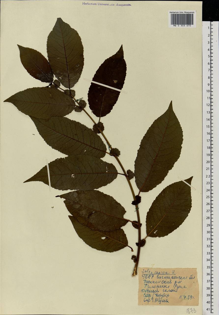 Salix caprea L., Eastern Europe, West Ukrainian region (E13) (Ukraine)