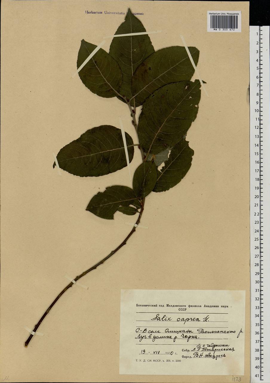 Salix caprea L., Eastern Europe, Moldova (E13a) (Moldova)