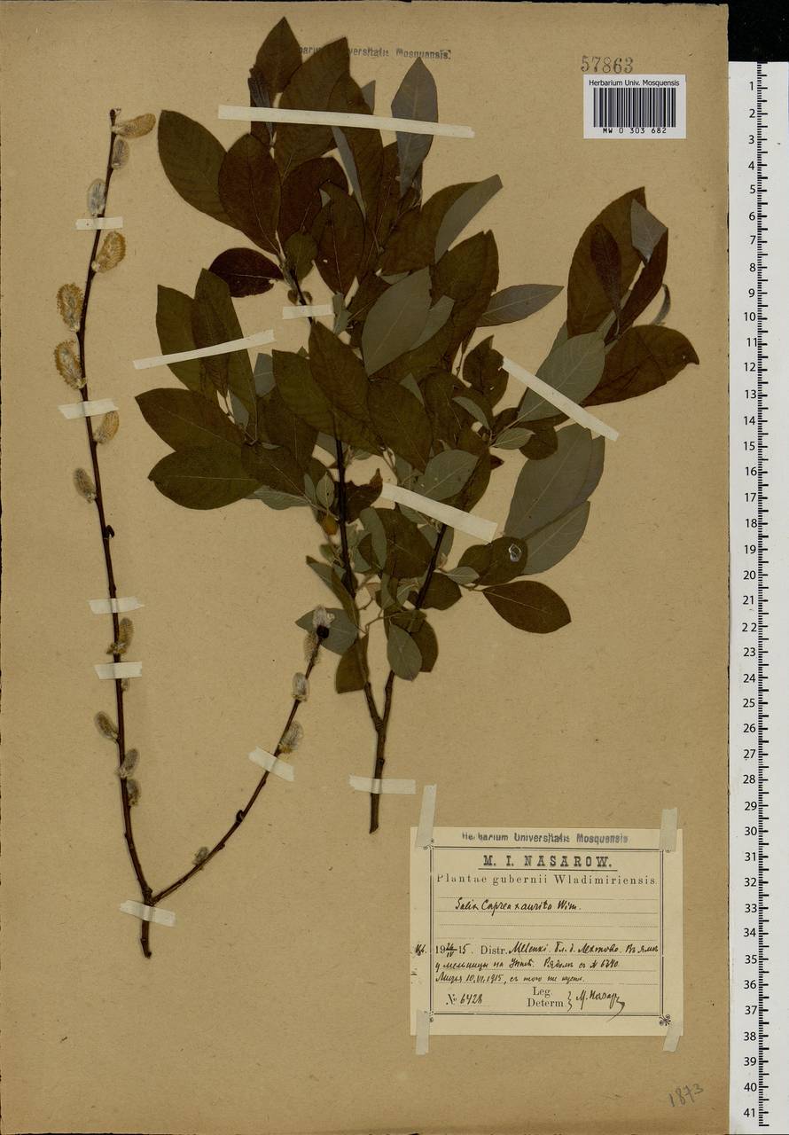 Salix caprea × aurita, Eastern Europe, Central region (E4) (Russia)