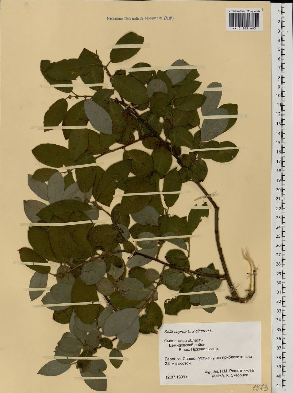 Salix caprea × cinerea, Eastern Europe, Western region (E3) (Russia)