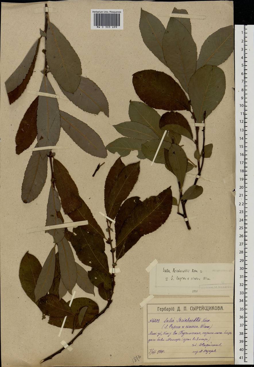 Salix caprea × cinerea, Eastern Europe, Moscow region (E4a) (Russia)