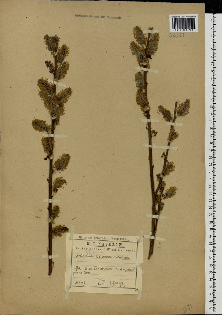 Salix caprea × cinerea, Eastern Europe, Central region (E4) (Russia)