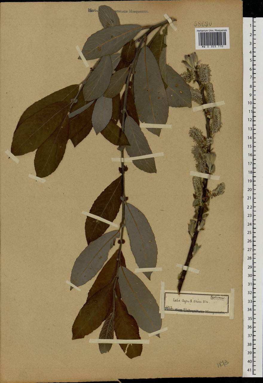 Salix caprea × cinerea, Eastern Europe, Central region (E4) (Russia)