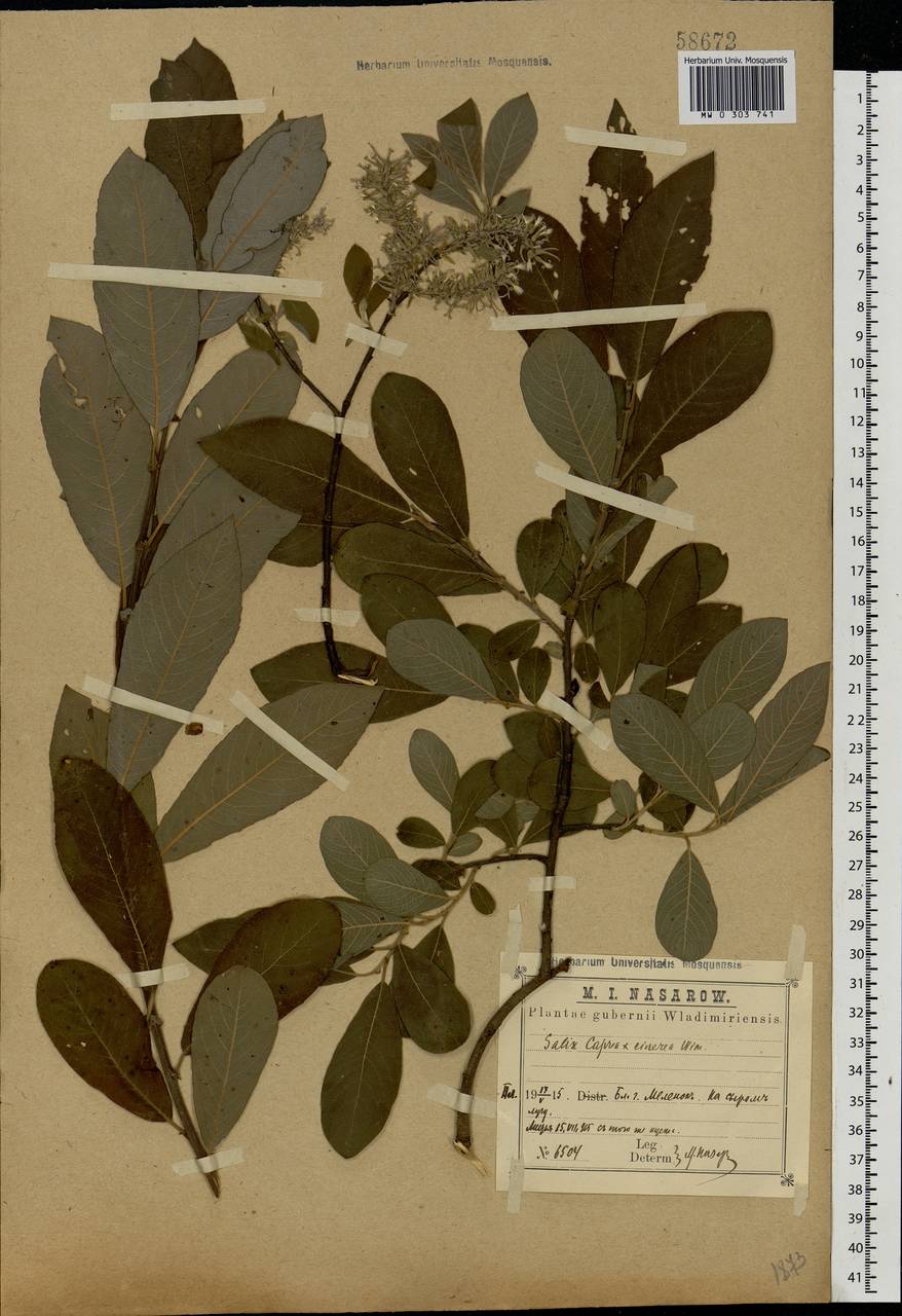 Salix caprea × cinerea, Eastern Europe, Central region (E4) (Russia)