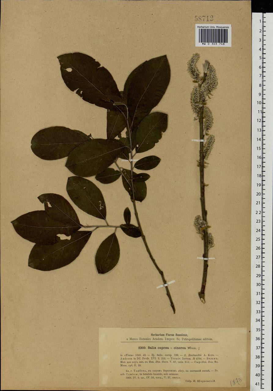 Salix caprea × cinerea, Eastern Europe, Central forest-and-steppe region (E6) (Russia)