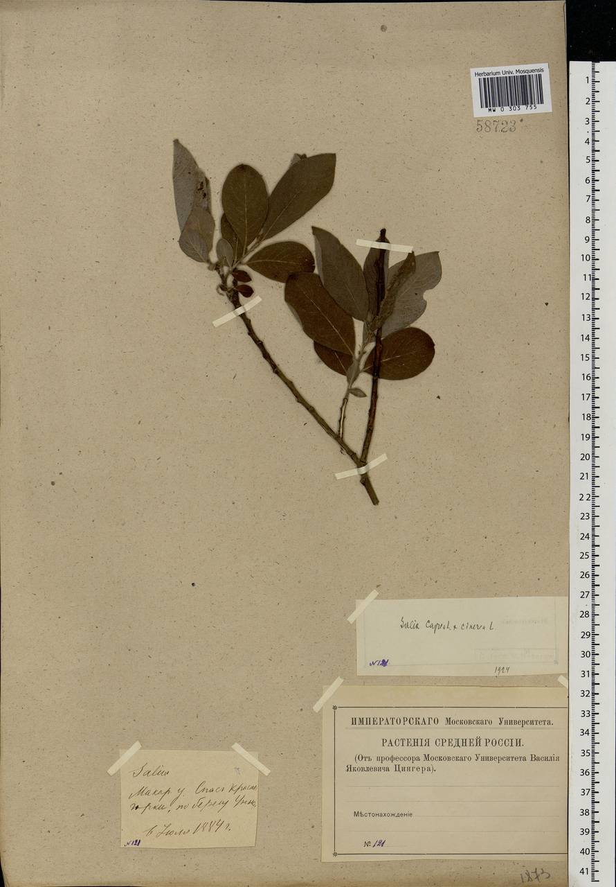 Salix caprea × cinerea, Eastern Europe, Central forest region (E5) (Russia)