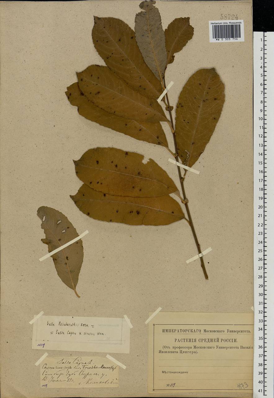 Salix caprea × cinerea, Eastern Europe, Middle Volga region (E8) (Russia)