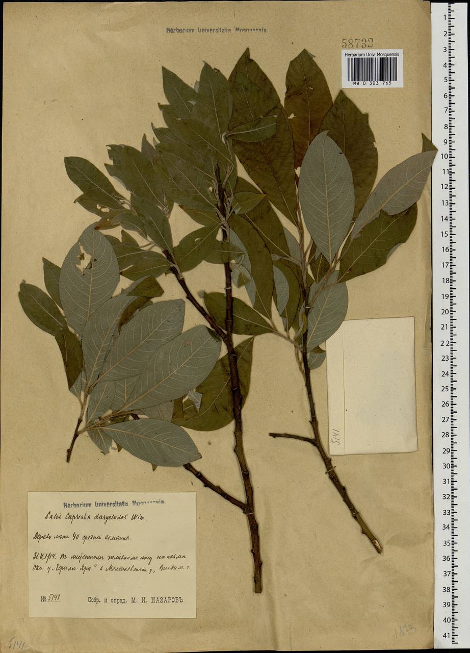 Salix caprea × daphnoides, Eastern Europe, Central region (E4) (Russia)