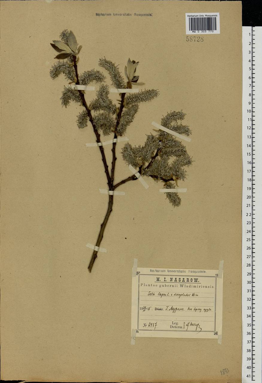 Salix caprea × daphnoides, Eastern Europe, Central region (E4) (Russia)