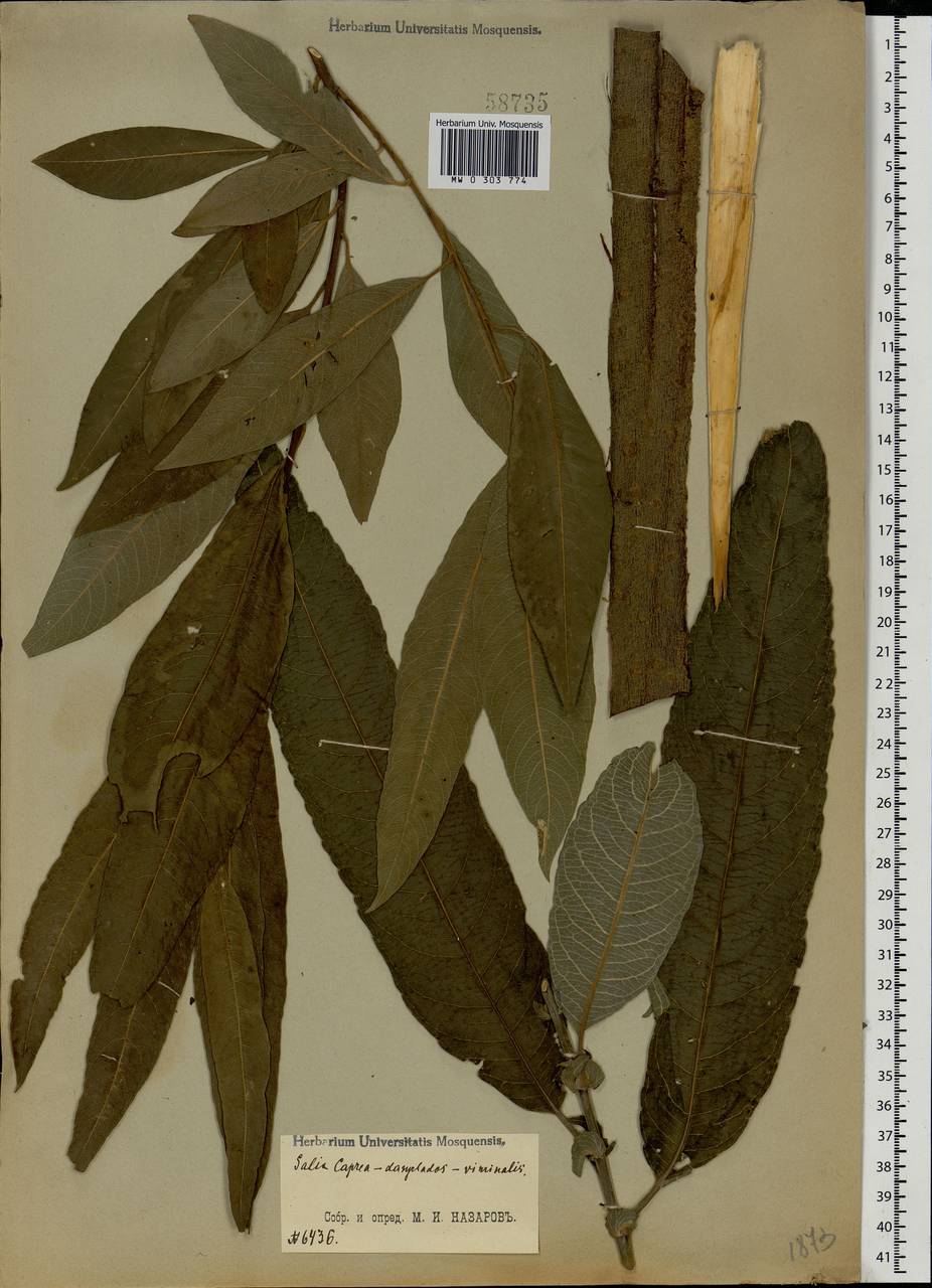 Salix caprea × dasyclados × viminalis, Eastern Europe, Central region (E4) (Russia)