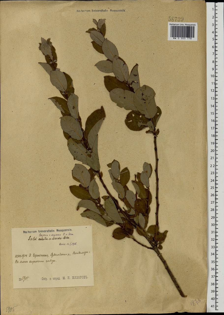 Salix caprea × starkeana, Eastern Europe, Moscow region (E4a) (Russia)
