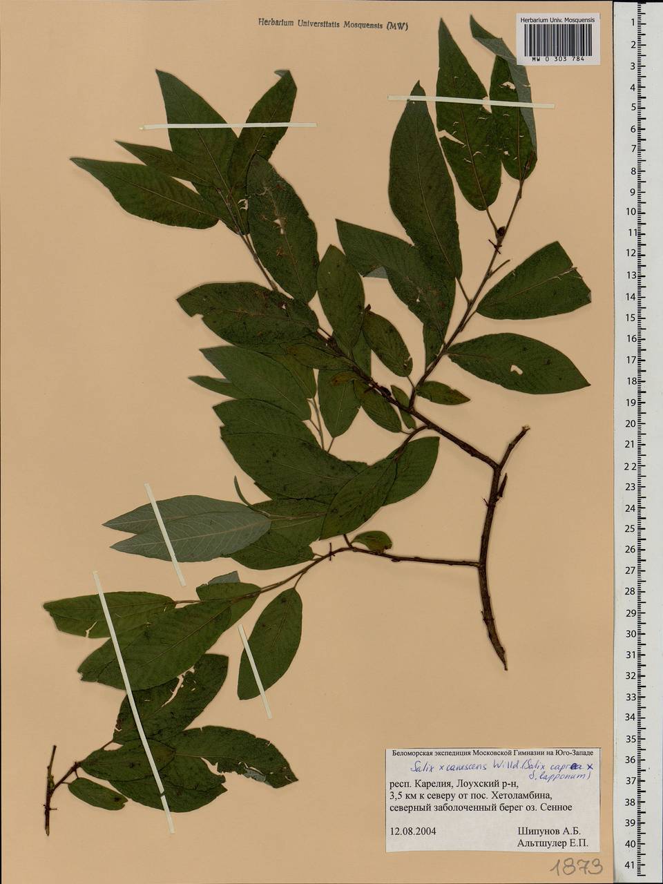 Salix caprea × lapponum, Eastern Europe, Northern region (E1) (Russia)