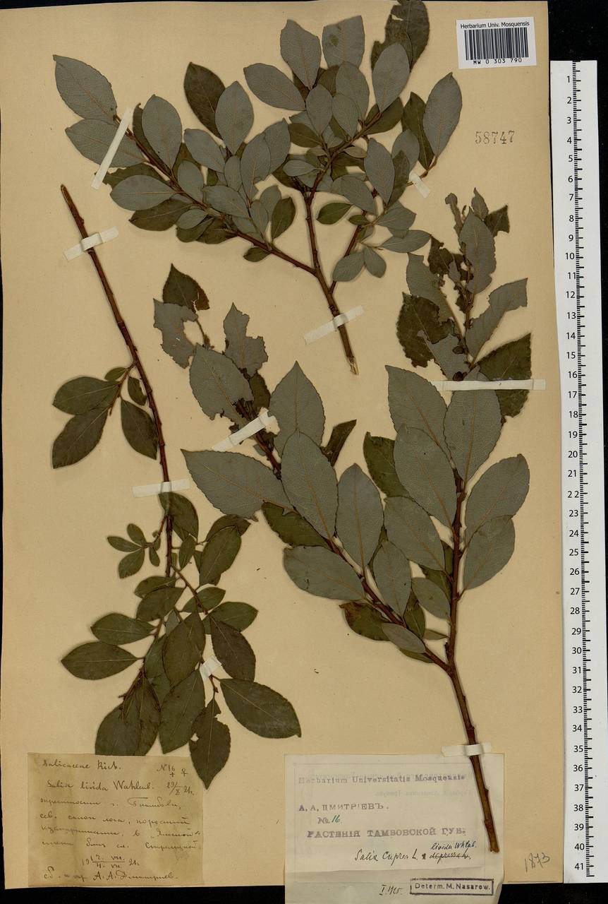 Salix caprea × starkeana, Eastern Europe, Central forest-and-steppe region (E6) (Russia)