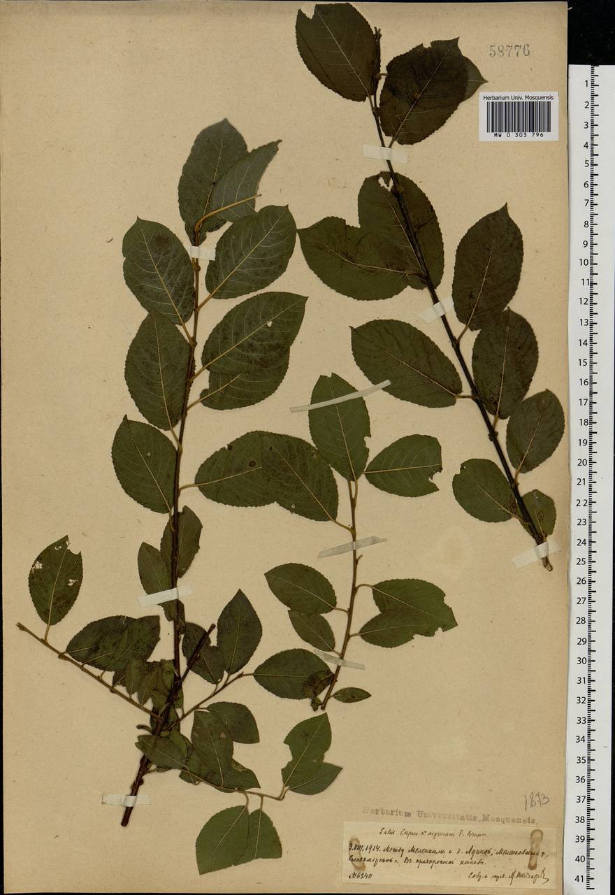 Salix caprea × myrsinifolia, Eastern Europe, Central region (E4) (Russia)