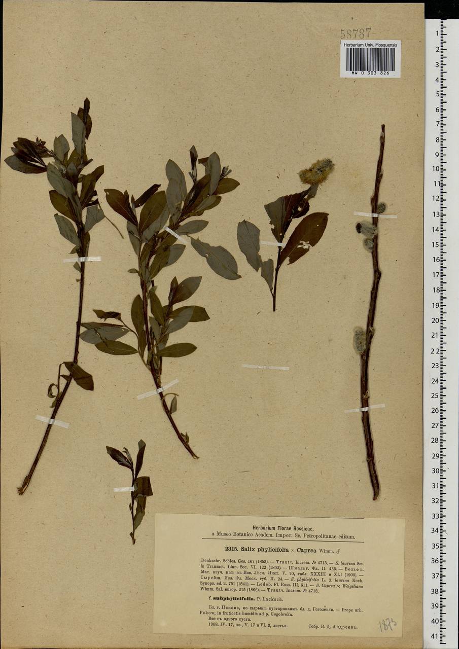 Salix caprea × phylicifolia, Eastern Europe, North-Western region (E2) (Russia)