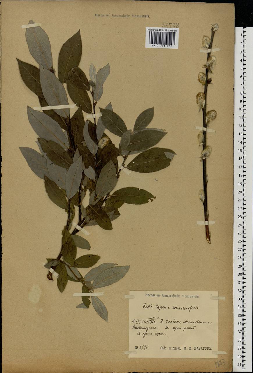 Salix caprea × rosmarinifolia, Eastern Europe, Central region (E4) (Russia)